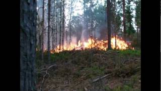 Takaisin luonnontilaan   Osa 1  Metsän poltto   subtitled EN