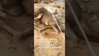 ماذا تعني هذه الحركه عند اصحاب الابل ؟ الله يباركلاهلها يارب العالمين #camels