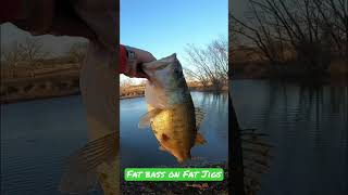 Fat Bass on Fat Jigs #outdoors #fishing #shorts #explore #family #bassfishing #adventure #basspro