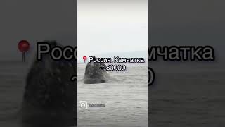 Сколько стоит увидеть китов?#travel#￼ #life#киты#whale#russia