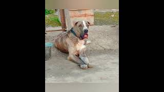 Bully kutta (Indian Mastiff)