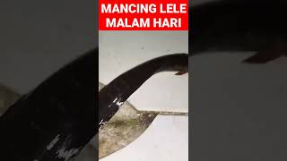 mancing ikan lele malam hari #mancing