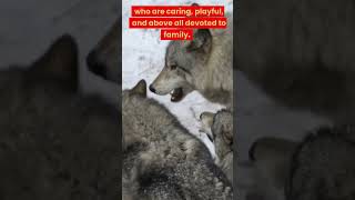 Unbelievable Facts About Wolves That'll Make You Do a Double-Take  #youtubeshorts #wolves