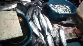 Sobrang daming skipjack tuna | fresh na fresh | jackpot na naman