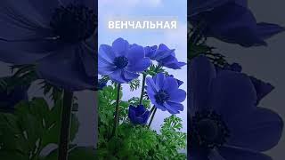 Свадебный хит 2024-2025! #Венчальная #викторкинн #музыка #хитгода #свадьба #танецмолодых #shorts