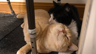 Cute Cat Moment