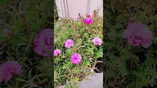 Pretty pink garden #pottedplants #terracegarden #tablerose