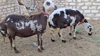 عروض نوادر الغنم البرديسي فى قنات اسعار الصعيد للمواشى٢ بورصة المواشي واقل اسعار بلدنا ت٠١١١١٢١١٦٥٧