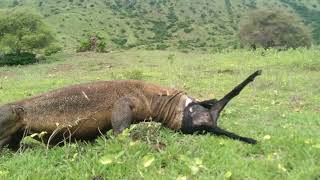 OMG😱 Komodo dragons are eating local goat kids