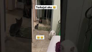 terkejut aku 😹#kucinglucu  #kucing #viral #shortvideo #short