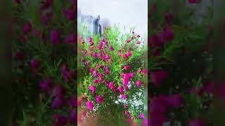 Boronia Heterophylla#shorts #almanya #garden#world #keşfet