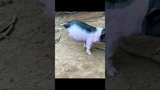 Pig born without hind legs learn to walk #shorts