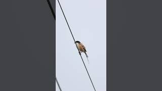 Long-tailed Shrike #shrike #birds #relaxing #peacefulmoments #birds #morningvibes #positivevibes #4k