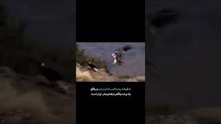 The sighting of a legendary bird in Iran named Huma