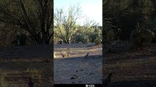 Fearless quail follow coyote! #birds #bird #coyote #animals #desert #arizona