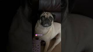 A esta pug le pegan  #pug #dog #mascotasfelices #pugspugspugs #humor #foryou #puggy #pets