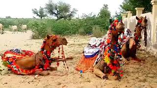 Camel in Thar . Sindhi Culture With Sindhi Flute music