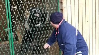 @caucasian_shepherd_europe KRON GVR ,caucasian shepherd