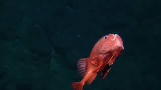 Up Close with a Coffin Fish   Nautilus Live