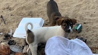 two dogs eating food. cute puppies. dirty dog eating street foods at the morning. pets animals.