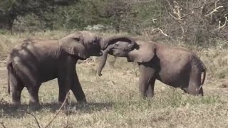 BABY ELEPHANTS🐘 EXPLORE THE WORLD AROUND | 👍ANIMALS