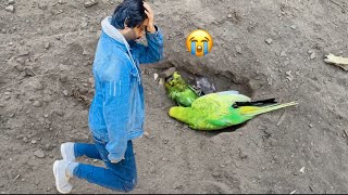 Love Bird baby or Budgies bhi expire hogai