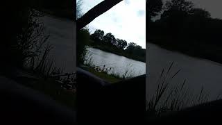 Another gloomy day but the sound is amazing 😊.               #carpfishing #fishing #fishingvideo