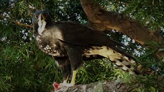 City Hawk eats pigeon close-up