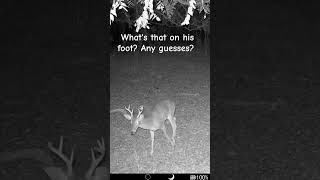 What is That!     #shortsfeed #shorts #wildlife #nature #deer #foryou #fyp #animals