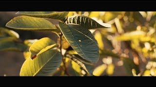 BMPCC 6K Footage | Super Takumar 50mm 1.4