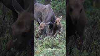 Mother Moose with Her Calf in the Rocky Mountain National Park