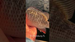 Brand New Spot #fishing #landbasedfishing #mangrove #mangrovesnapper #snapper #florida