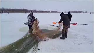 Рыбалка неводом под льдом. Якутия