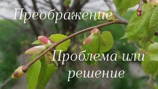 Осознанность на работе. Поиск проблем или решений