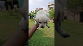 Labrador puppies available in Moradabad #viral 8630312417