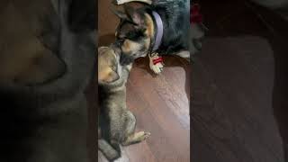 German Shepherd Takaya playing with her puppy❤️