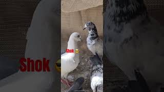 Shok 😍❤️‍🔥 #pigeon #pigeonbaz #bird #kabootar #kabootarbazilovers