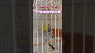 Lianne and Nico’s baby Budgie!|pet love|parakeet||pet lover||Bird lover||super early birthday Gift||