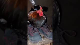 Horozları buna nasil ikna ettiler acaba 🐓🐓🐓🐓