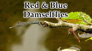 Summer, Red Damselflies & Blue Damselflies #4k #damselfly #dragonfly #newzealand