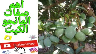 اهم 7مميزات لشجرة المانجو الكيت