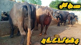 Milking buffalo||world buffalo||baby delivery karne time||second timer buffalo