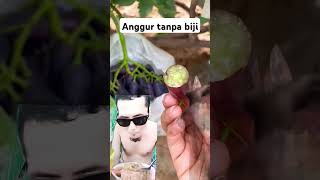 buah anggur tanpa biji #buahbuahan