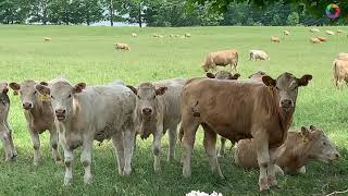 Beautiful farm with hundreds of Bulls