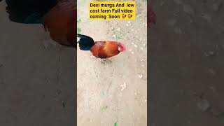 Desi murga #short #desimurga 🐓🐓