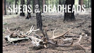 AZ Shed Hunting: Sheds & Deadheads - March 2019