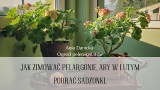 Jak z sukcesem zimować pelargonie.