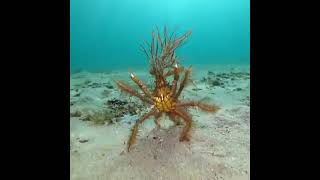 Decorator Crab 🦀🦀🦀