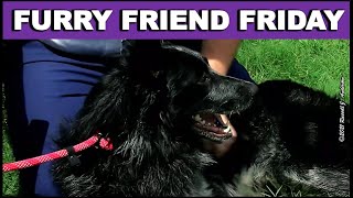 Furry Friend Friday, Pet of the Week, Adoptable Pets ~ 9 JULY 2021 ~ RANGER