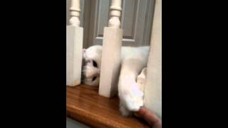 Oliver's banister greeting part 2